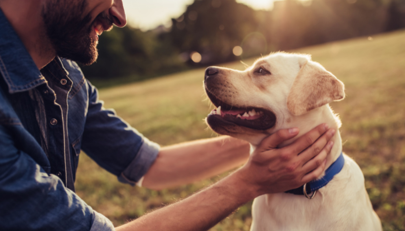 Quel médicament naturel donner pour l'arthrose du chien ?
